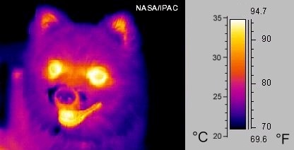 thermal imaging camera pada makhluk hidup